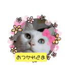 我が家のわさびのあいさつ（個別スタンプ：6）