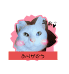 我が家のわさびのあいさつ（個別スタンプ：7）
