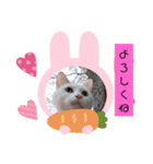 我が家のわさびのあいさつ（個別スタンプ：11）