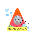 我が家のわさびのあいさつ（個別スタンプ：16）