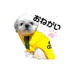 kato's miiiiii ！！！！！（個別スタンプ：35）