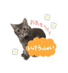 ジジ スタンプ（個別スタンプ：9）