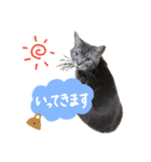ジジ スタンプ（個別スタンプ：10）