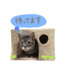 ジジ スタンプ（個別スタンプ：13）