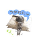 ジジ スタンプ（個別スタンプ：16）