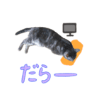 ジジ スタンプ（個別スタンプ：17）