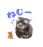 ジジ スタンプ（個別スタンプ：18）