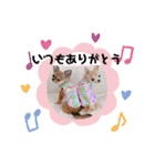 チワワのれおぱこぴにこ②（個別スタンプ：1）