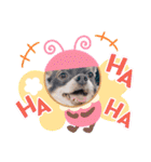 チワワのれおぱこぴにこ②（個別スタンプ：2）