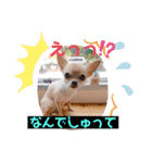 チワワのれおぱこぴにこ②（個別スタンプ：3）