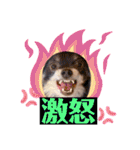 チワワのれおぱこぴにこ②（個別スタンプ：6）