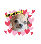 チワワのれおぱこぴにこ②（個別スタンプ：8）
