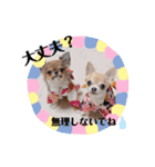 チワワのれおぱこぴにこ②（個別スタンプ：11）
