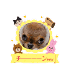 チワワのれおぱこぴにこ②（個別スタンプ：12）