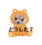 チワワのれおぱこぴにこ②（個別スタンプ：15）