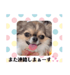 チワワのれおぱこぴにこ②（個別スタンプ：16）