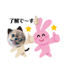 チワワのれおぱこぴにこ②（個別スタンプ：18）