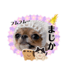 チワワのれおぱこぴにこ②（個別スタンプ：19）