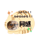 チワワのれおぱこぴにこ②（個別スタンプ：20）