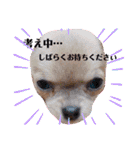 チワワのれおぱこぴにこ②（個別スタンプ：25）