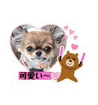 チワワのれおぱこぴにこ②（個別スタンプ：28）