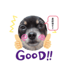 チワワのれおぱこぴにこ②（個別スタンプ：29）