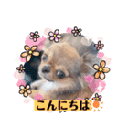 チワワのれおぱこぴにこ②（個別スタンプ：33）