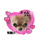 チワワのれおぱこぴにこ②（個別スタンプ：34）