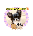 チワワのれおぱこぴにこ②（個別スタンプ：38）