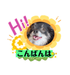 チワワのれおぱこぴにこ②（個別スタンプ：39）