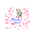 柴犬 剛気(りき)2（個別スタンプ：1）