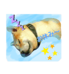 柴犬 剛気(りき)2（個別スタンプ：2）