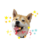 柴犬 剛気(りき)2（個別スタンプ：3）