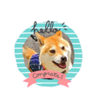 柴犬 剛気(りき)2（個別スタンプ：4）