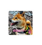 柴犬 剛気(りき)2（個別スタンプ：5）