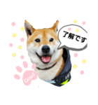 柴犬 剛気(りき)2（個別スタンプ：7）