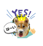 柴犬 剛気(りき)2（個別スタンプ：8）