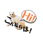 白猫のんびりライフにゃ（個別スタンプ：4）