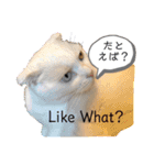 白猫のんびりライフにゃ（個別スタンプ：5）