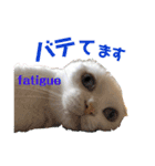 白猫のんびりライフにゃ（個別スタンプ：7）