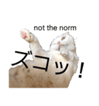 白猫のんびりライフにゃ（個別スタンプ：8）