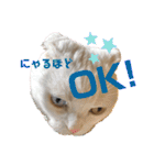 白猫のんびりライフにゃ（個別スタンプ：10）