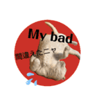 白猫のんびりライフにゃ（個別スタンプ：11）
