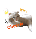 白猫のんびりライフにゃ（個別スタンプ：12）