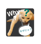 白猫のんびりライフにゃ（個別スタンプ：16）