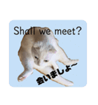 白猫のんびりライフにゃ（個別スタンプ：20）