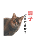 俺のねこだけど？？？（個別スタンプ：4）