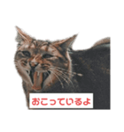 俺のねこだけど？？？（個別スタンプ：5）