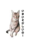 俺のねこだけど？？？（個別スタンプ：6）