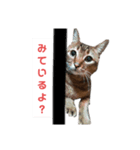 俺のねこだけど？？？（個別スタンプ：8）